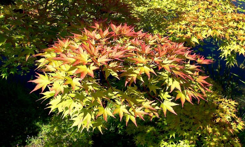 Acer palmatum 'Shigitatsu-sawa'