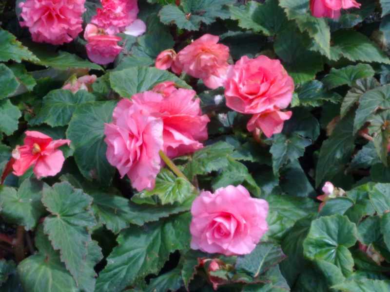 Begonia de flores rosas