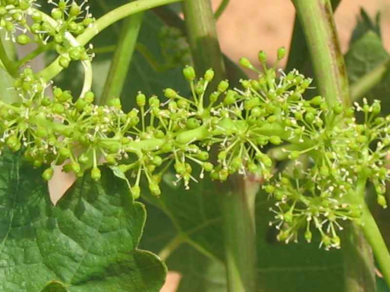 Floración de las viñas en un viñedo de la ribera de duero