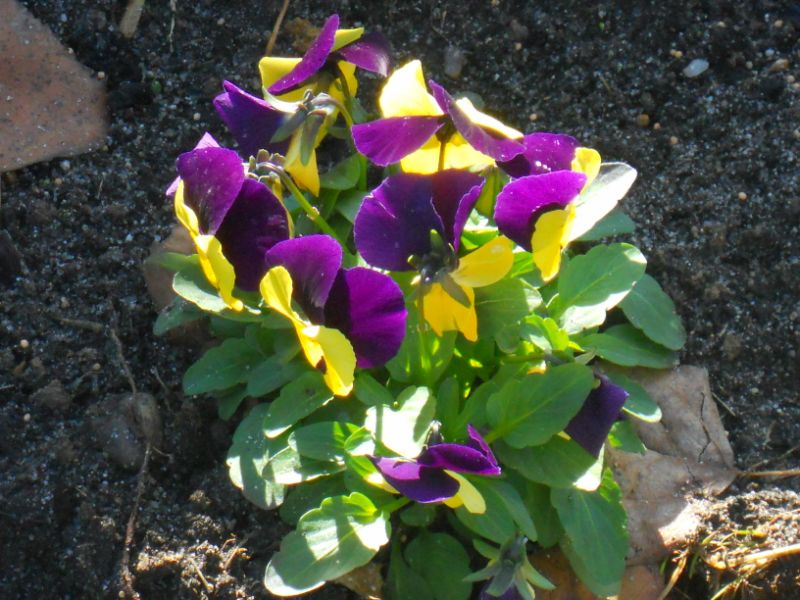 Viola tricolor o pensamiento