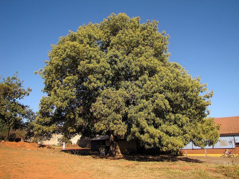 imponente árbol de Aguacate