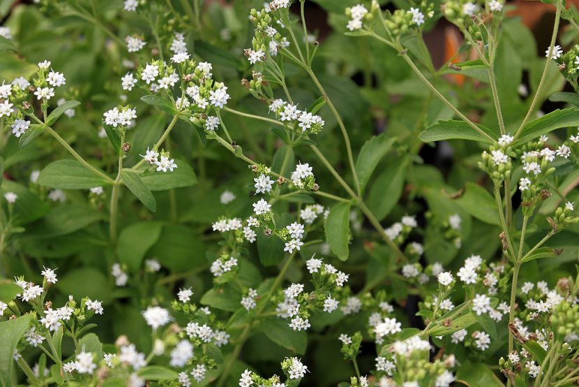 Stevia rebaudiana en flor