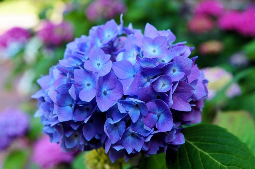 Hortensia de flor azul