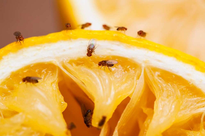 plaga de moscas en la fruta