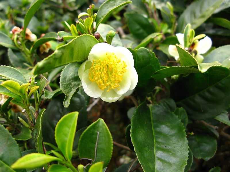 camelia sinensis o planta del te en flor