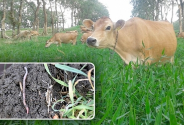 biocenosis en la ganadería, organismos benéficos en la ganadería, organismos para el control ecológico de plagas, CONtexto ganadero