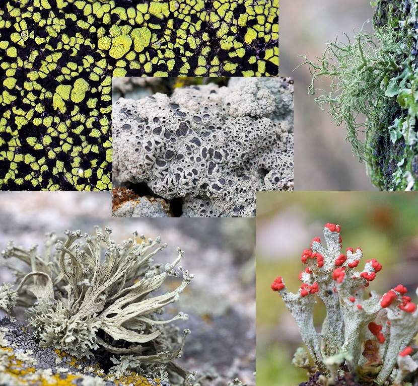 Crecimiento y desarrollo de las algas, los líquenes y el musgo