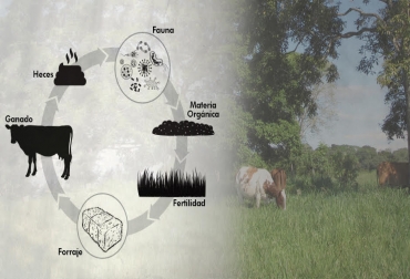 ciclo natural de la ganadería, ganadería sostenible, ganadería amigable con el medio, fertilizantes natural en la ganadería, materia orgánica, fauna edáfica, CONtexto ganadero