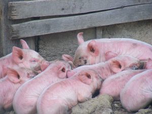 Las fumonisinas y su impacto en la producción porcina