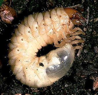 gallina-ciega-larva