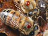 Apicultura: exitoso control de varroa