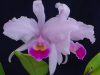 Orquideas: El genero Cattleya