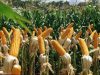 Alternativas de transformacion e industrializacion para el maiz