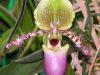 El cuidado de las orquideas Cattleya , Cymbidium, y Paphiopedilum en mayo