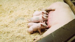 efecto d ela leche acida en cerdos lechones porcicultura