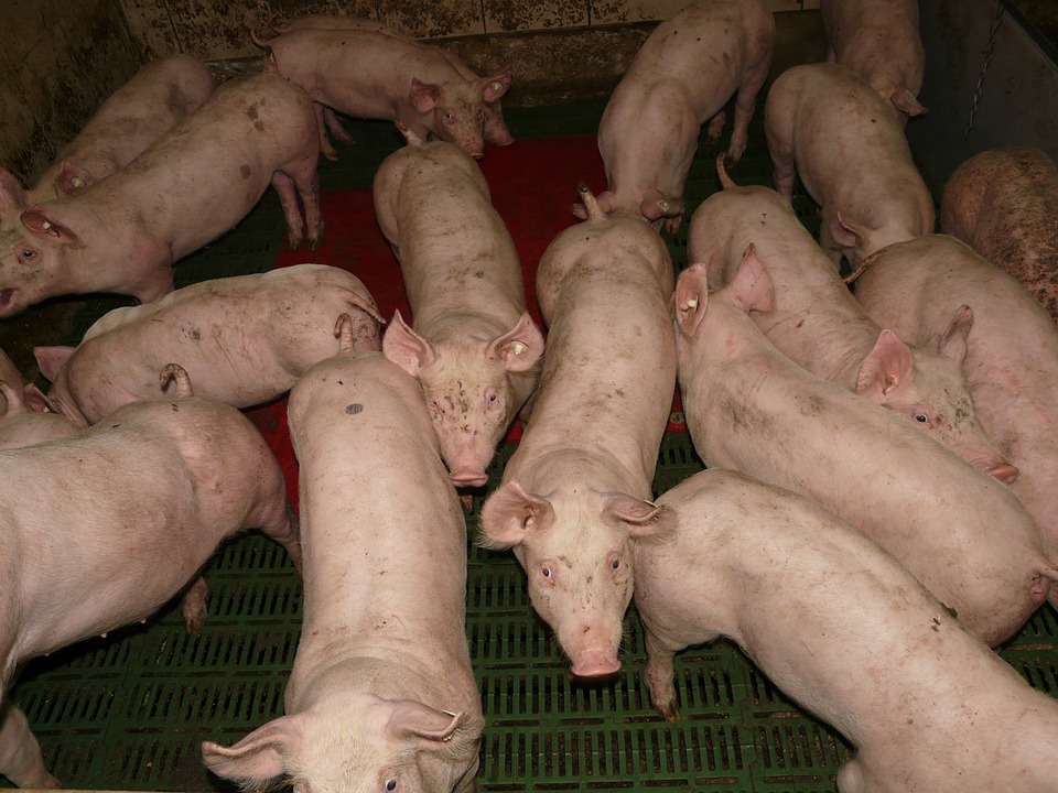 ¿Como cumplir con los objetivos planteados en la granja porcina?