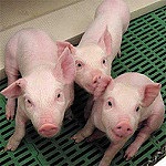 efecto d ela leche acida en cerdos lechones porcicultura