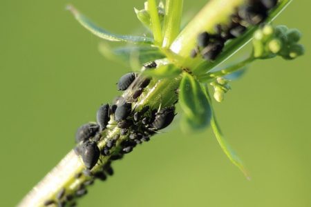 Resistencia genética a insectos: una efectiva estrategia dentro del manejo integrado de plagas