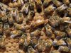 El paisaje agrícola determina el sexo y el tamaño de las abejas solitarias