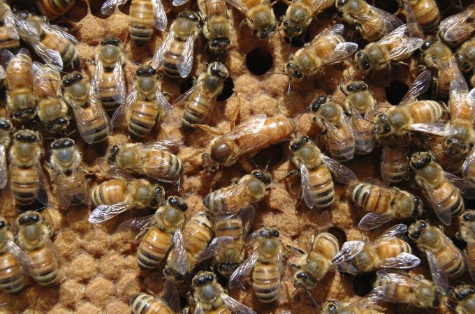 El diseño de esta colmena permite recoger miel directamente en el envase