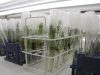 La propagación in vitro de plantas para la horticultura