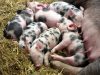 Apuntes sobre el manejo de la granja porcina