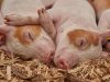 ¿Cómo se clasifican las explotaciones porcinas?