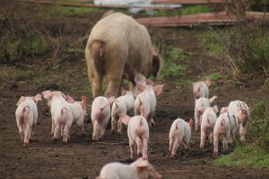 Clasificacion de las explotaciones porcinas