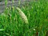 Malezas resistentes a herbicidas