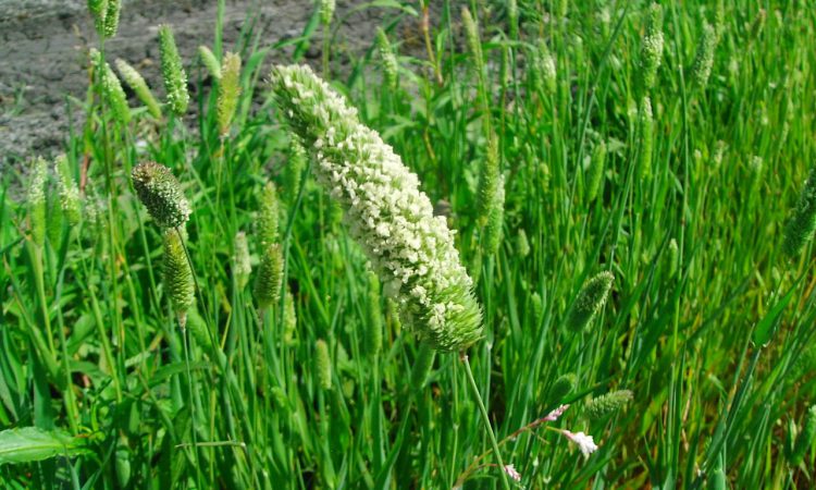 Malezas resistentes a herbicidas