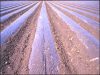 El mulch de polietileno y el acristalamiento crean condiciones óptimas para la solarización del suelo