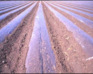 Solarizacion desinfeccion de suelos agricolas