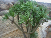 Euphorbia balsamifera, una planta suculenta de jardín