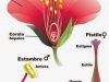 Clasificación y características de los tipos de flores que existen