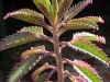 Características y cuidados de la Briophyllum Daigramontianum