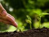 Abonado del Olivo – Fertilización cultivo Secano, Regadío, Producción Integrada y Abonos foliares
