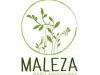 Maiz: Como controlar las malezas en post-emergencia del cultivo