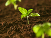 Usar biocarbon como fertilizante agricola para combatir el aumento del CO2 atmosferico?