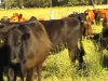 La ordeña mecánica aumenta la producción de leche en vacas de doble propósito