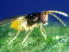 Para control biologico de mosca blanca: Encarsia formosa