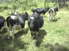 Conozca estos consejos para elegir y descartar bovinos