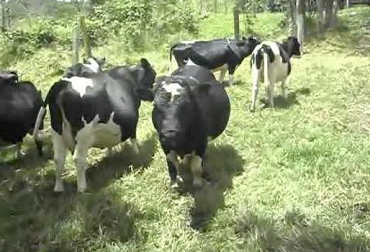 Como descartar ganado bovino realizar buen descarte bovino