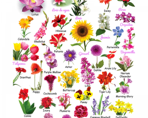 clasificacion de las flores