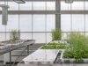Consiguen plantas resistentes a la sequía sin que afecte a su crecimiento
