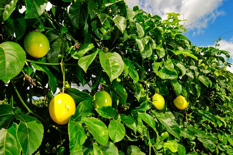 Parchita Maracuya Passiflora cultivo Frutales de importancia en la agricultura