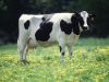 Vacas mas gordas para producir mas terneros