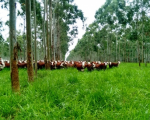 Ganaderia forestales aumenta rentabilidad negocio ganadero