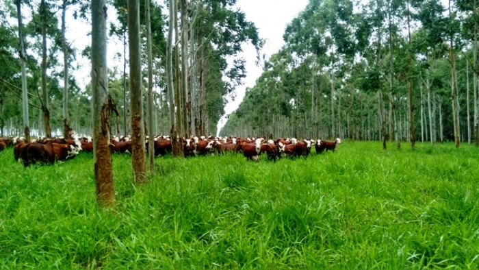 Ganaderia forestales aumenta rentabilidad negocio ganadero