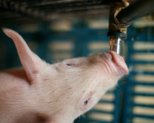 Agua en las granjas de cerdos porcinas