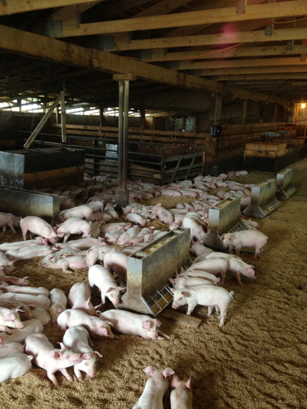 Destete temprano en cerdos lechones granjas porcinas